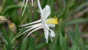 PICTURES/Spectra Point - Rampart Trail Overlook/t_Colorado Columbine25.JPG